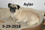 AylerPug.jpg (106362 bytes)