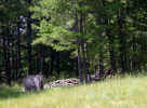 CASEYCOMMCENTERWOODPILE.jpg (225347 bytes)