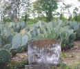 Cactus.jpg (47319 bytes)